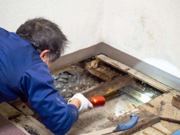 Best Mold Remediation  in Sterling, AK