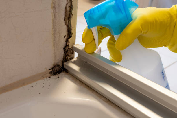Best Mold Damage Repair  in Sterling, AK