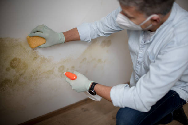 Best Local Mold Removal Service  in Sterling, AK