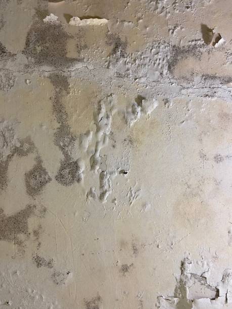 Best Affordable Mold Removal  in Sterling, AK