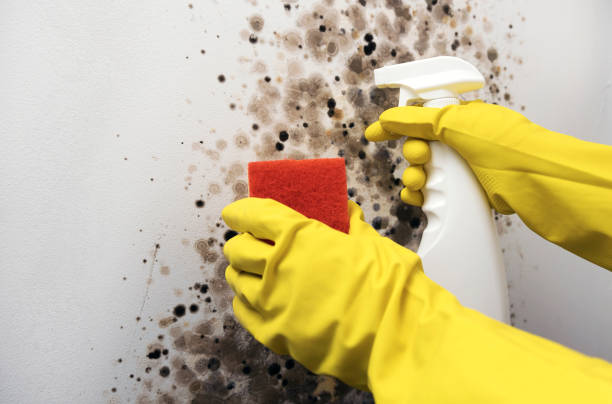Crawl Space Mold Removal in Sterling, AK