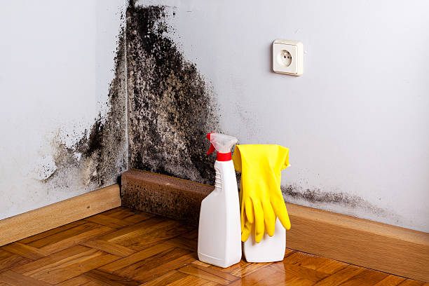 Best Black Mold Removal  in Sterling, AK