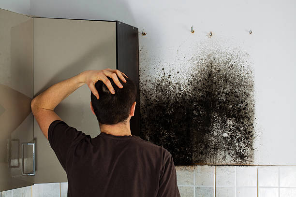Attic Mold Removal in Sterling, AK